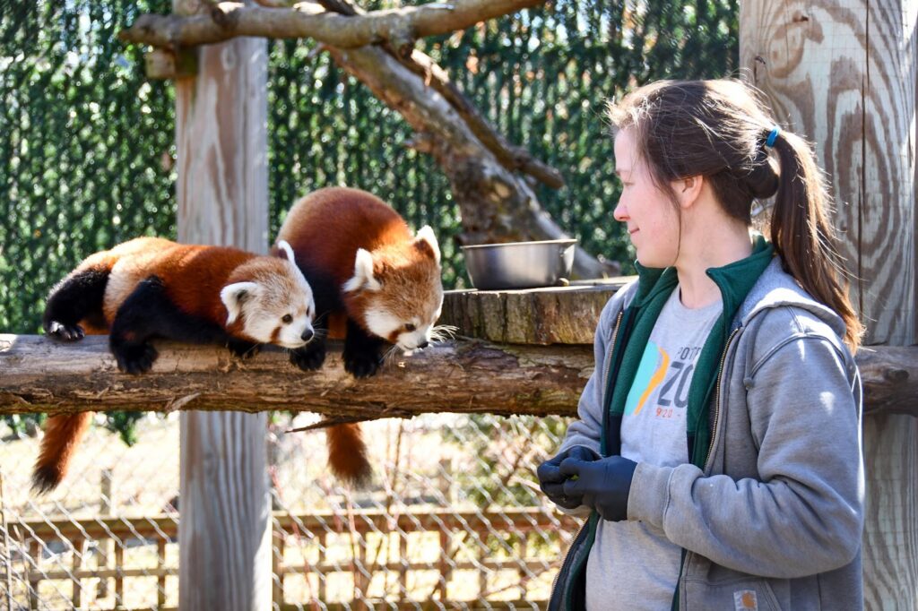 Firefox IRL: Meet Deagan, Maliha and Wilson, Michigan Potter Park Zoo’s red panda family  